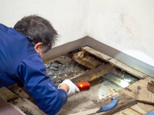 Best Mold Damage Repair  in Abingdon, IL