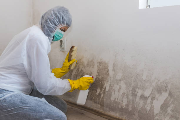 Home Mold Removal in Abingdon, IL