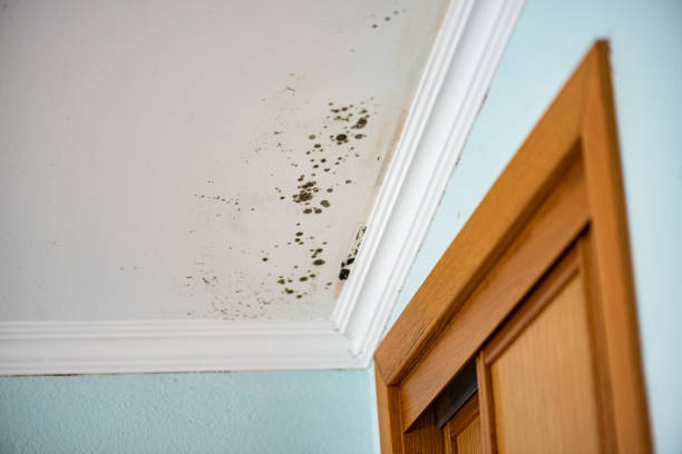 Best Home Mold Removal  in Abingdon, IL