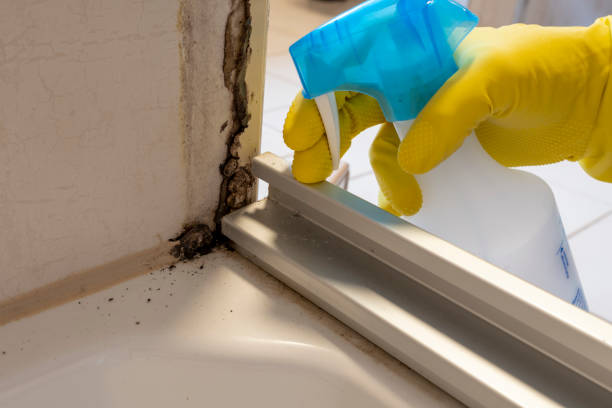 Best Black Mold Removal  in Abingdon, IL