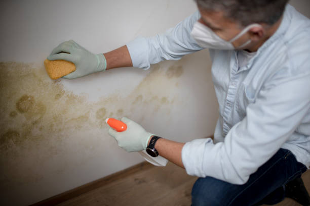 Best Certified Mold Removal  in Abingdon, IL