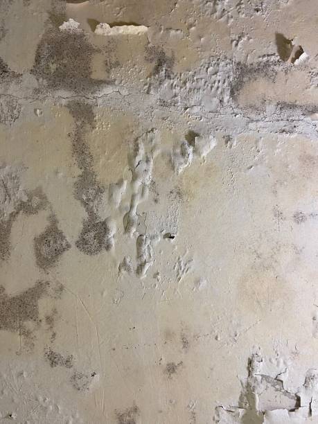 Best Mold Cleaning Services  in Abingdon, IL