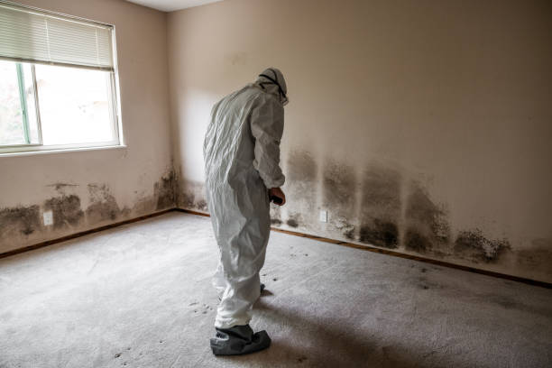 Office Mold Removal Services in Abingdon, IL