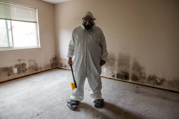 Trusted Abingdon, IL Mold Removal Experts