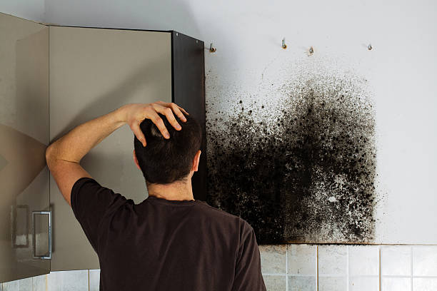 Best Toxic Mold Removal  in Abingdon, IL