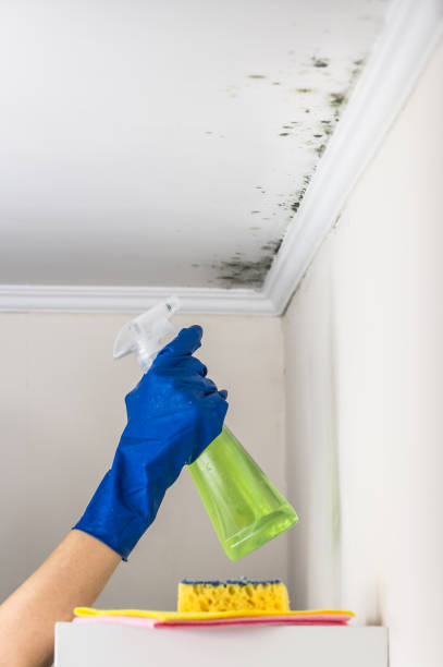 Best Best Mold Removal Companies  in Abingdon, IL